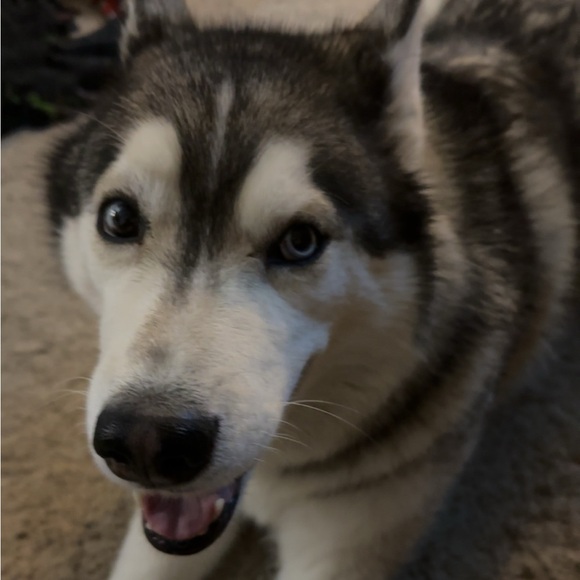 Meet your Posher, Logan - Picture 1 of 1